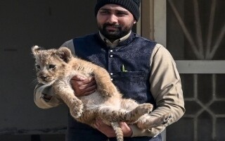 Pakistani YouTuber Faces Consequences for Animal Cruelty