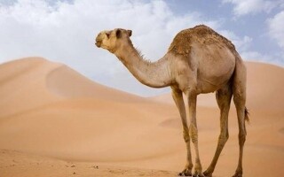 Мужчины на юге Пакистана могут попасть в тюрьму за изувечивание верблюда